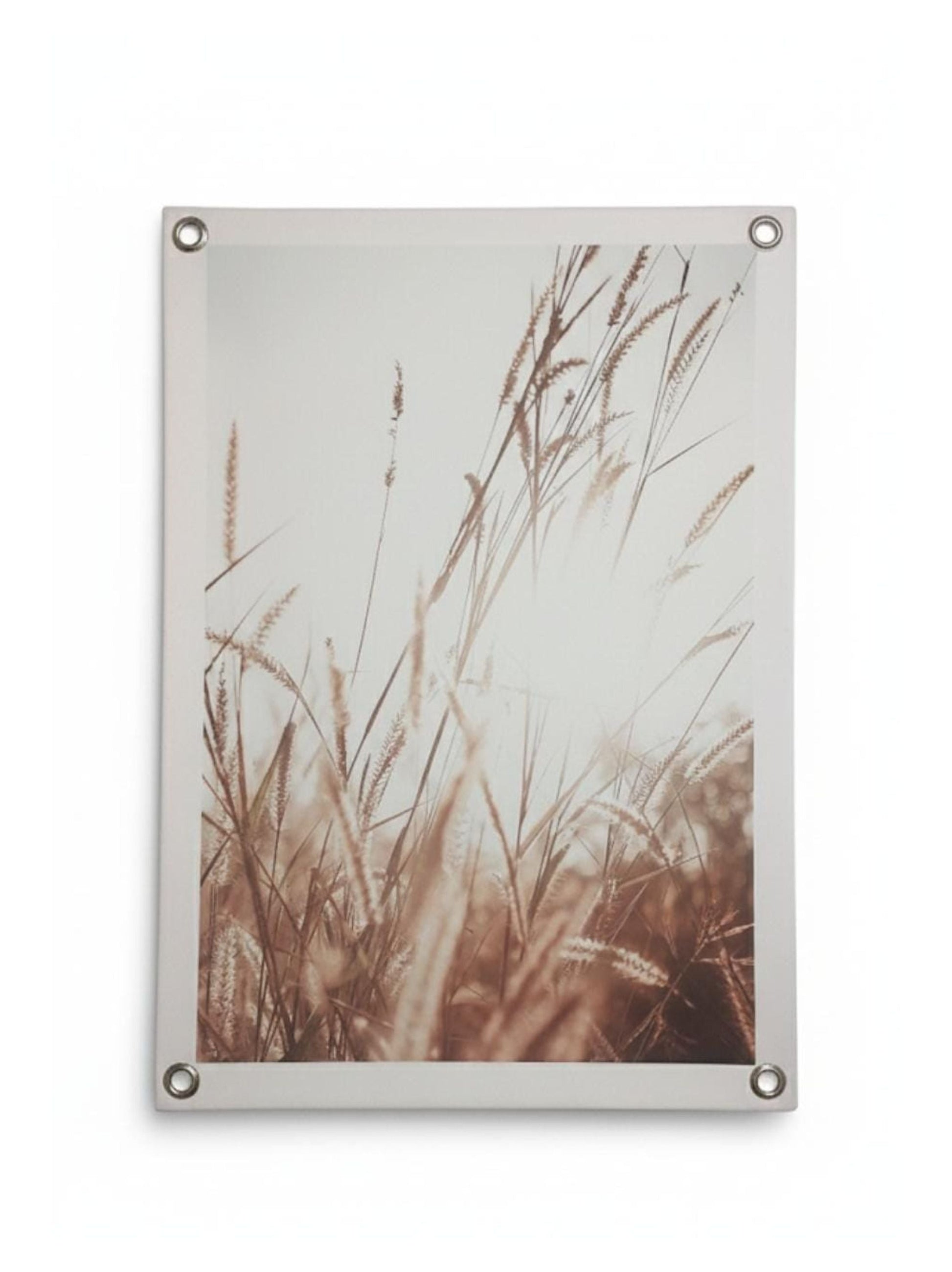 Sunlight Grasses
