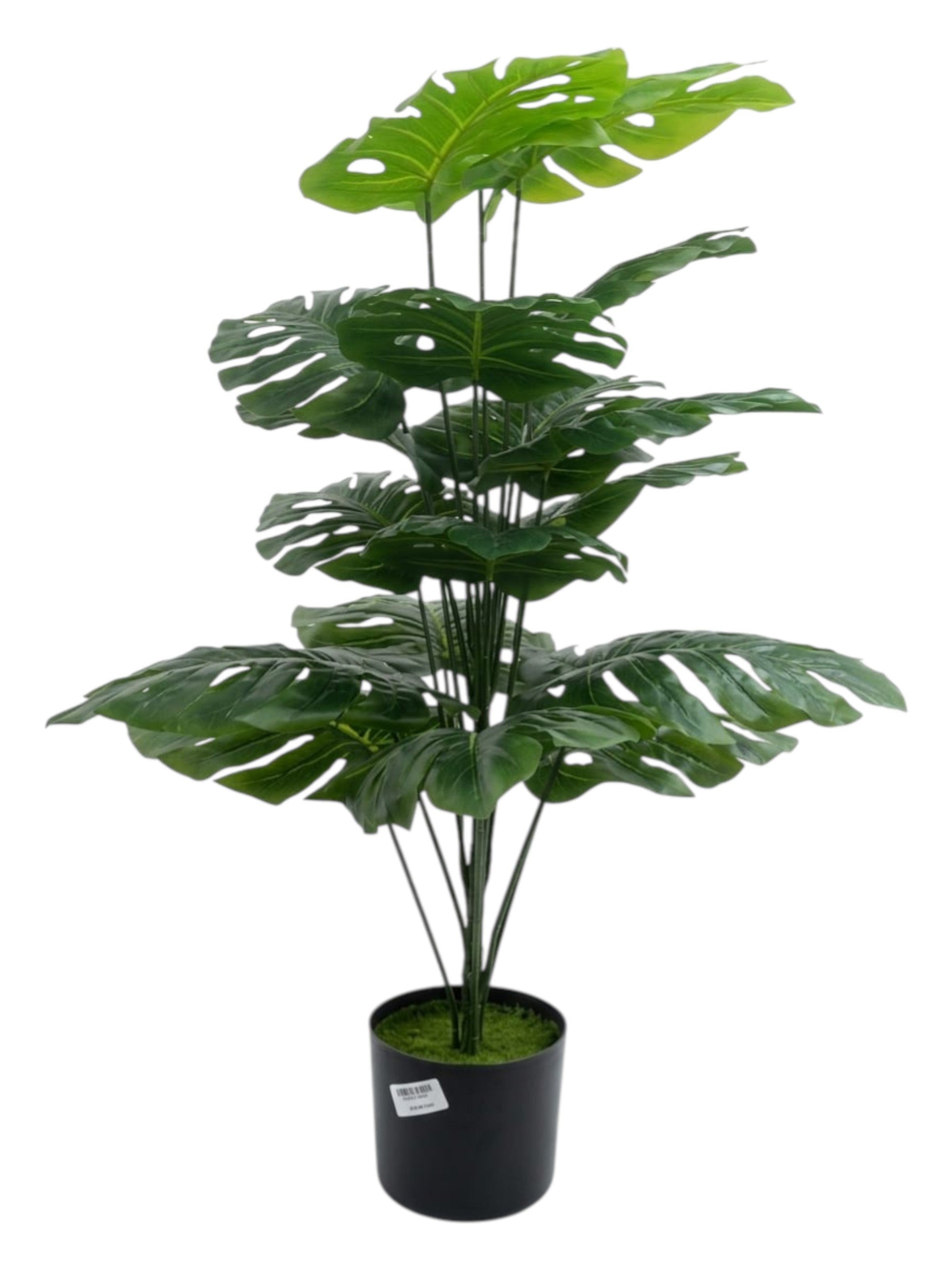 Swiss Cheese Plant