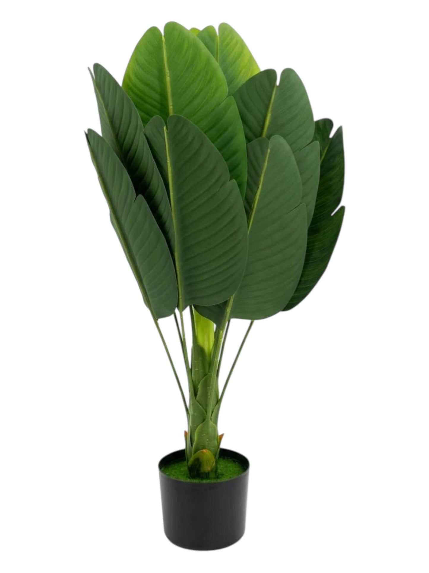 Bird Of Paradise Plant
