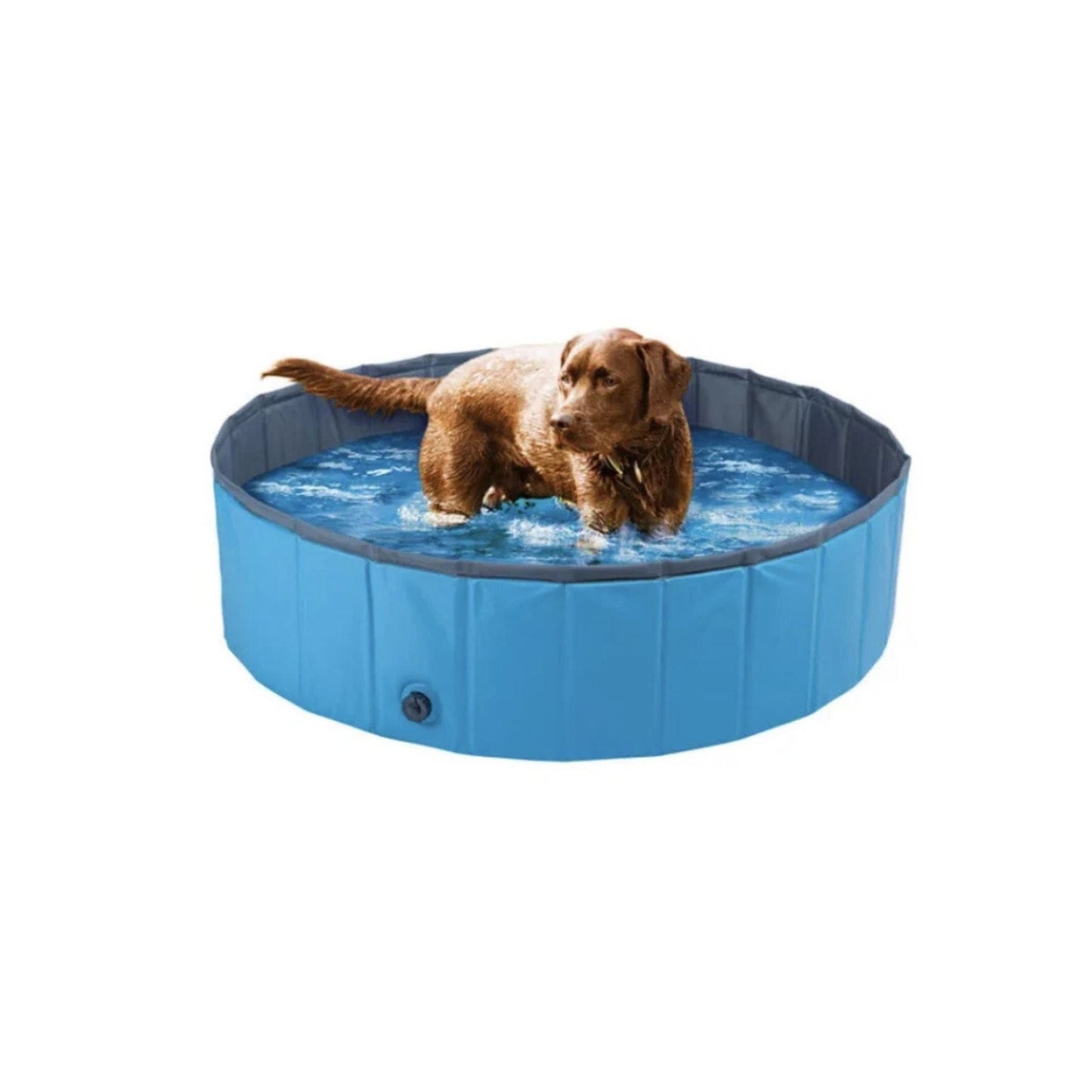 Dog Pool