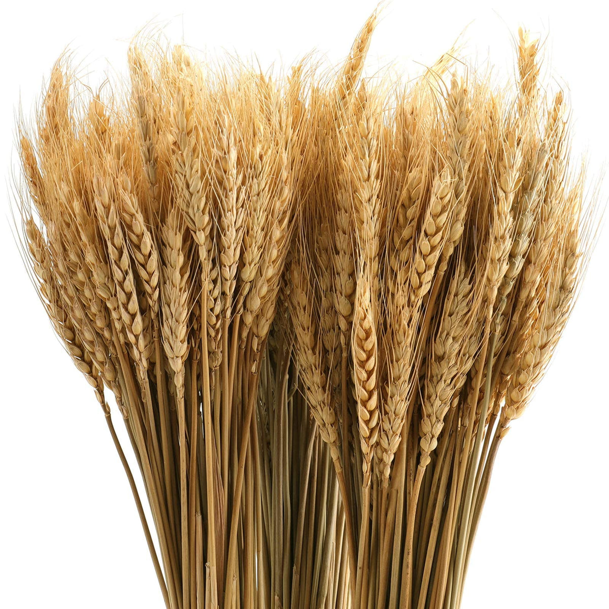 TERRIFI Dried Wheat Sheaves 300 Fall Stems 16 Inch, Natural Wheat Stalks Bundle Fall Arrangement for DIY Craft, Wheat Decor Home Table, Fall Wedding Decorations