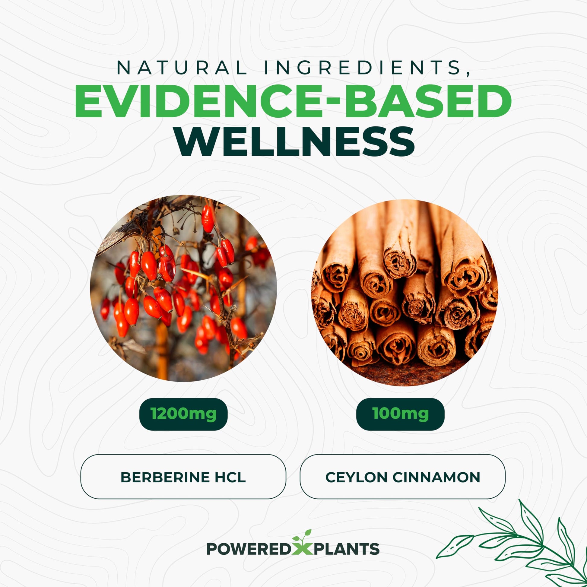 POWERED X PLANTS Pure Berberine Supplement - 1300mg Berberine with Ceylon Cinnamon for Metabolism & Immune System Support - 60 Servings - Medaid International