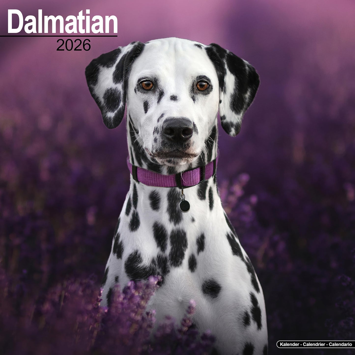 Dalmatian 2026 Calendar | Square Wall Calendar | Dog Breed Gift | Plastic Free Packaging | by Avonside Publishing - Medaid International