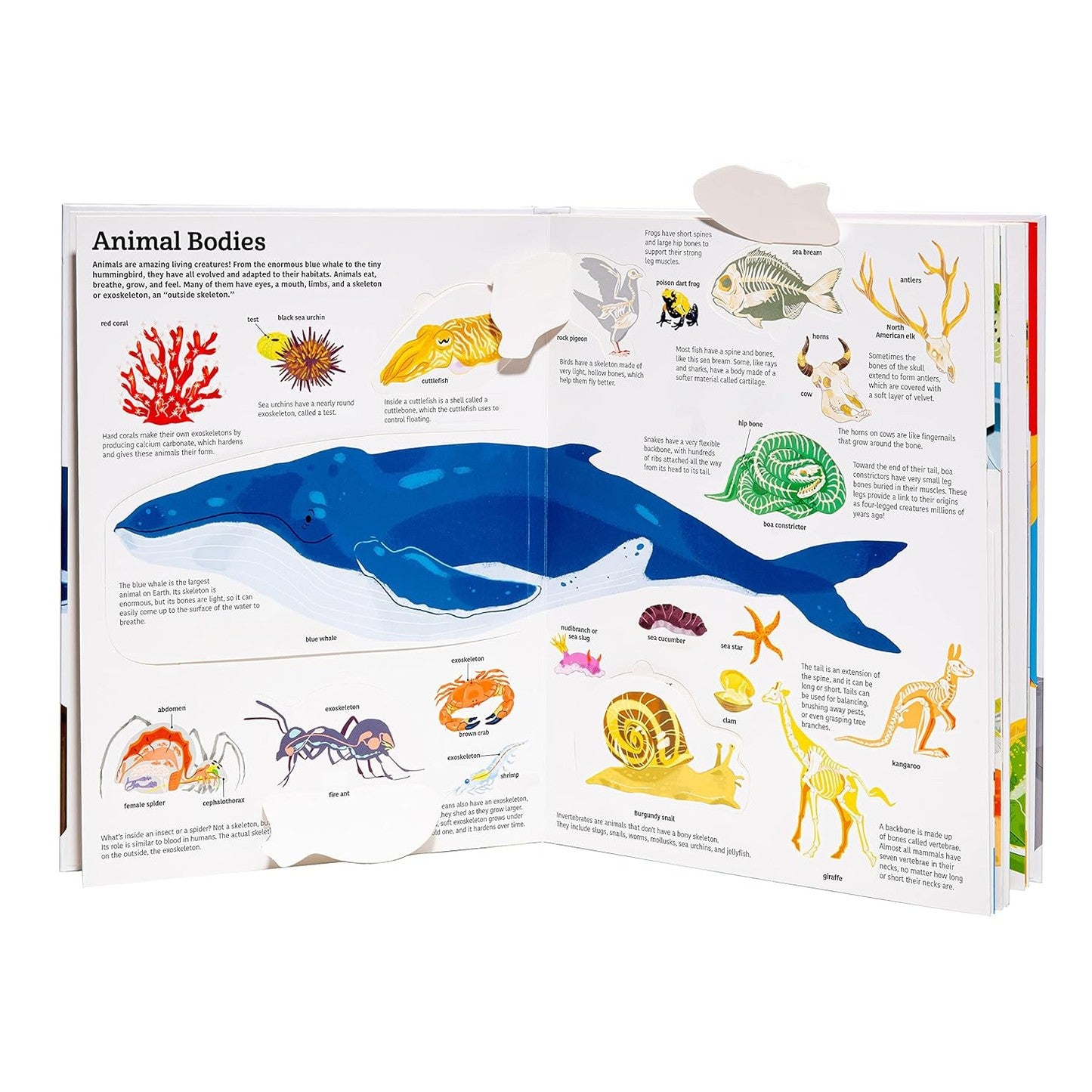 Tumama Kids - The Ultimate Book Of Animals