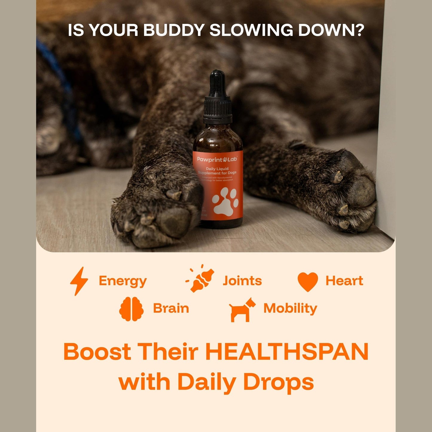 PAWPRINT Lab Dog Longevity Supplement NAD+ & NMN - Joint Health, Vitality & Healthy Aging - Nano liposomal Technology - Easy to Give Every Day - Better Absorption - Resveratrol - CoQ10