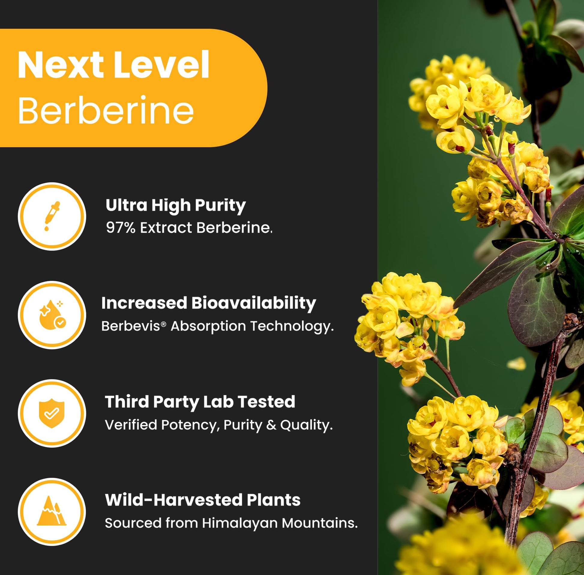 NutraChamps Berberine Supplement | Ultra High Strength 97% Purity | Berberine HCL 1500mg + Berbevis Phytosome Extract for Enhanced Absorption & Metabolic Support | Premium 500mg 90 Vegan Capsules - Medaid International