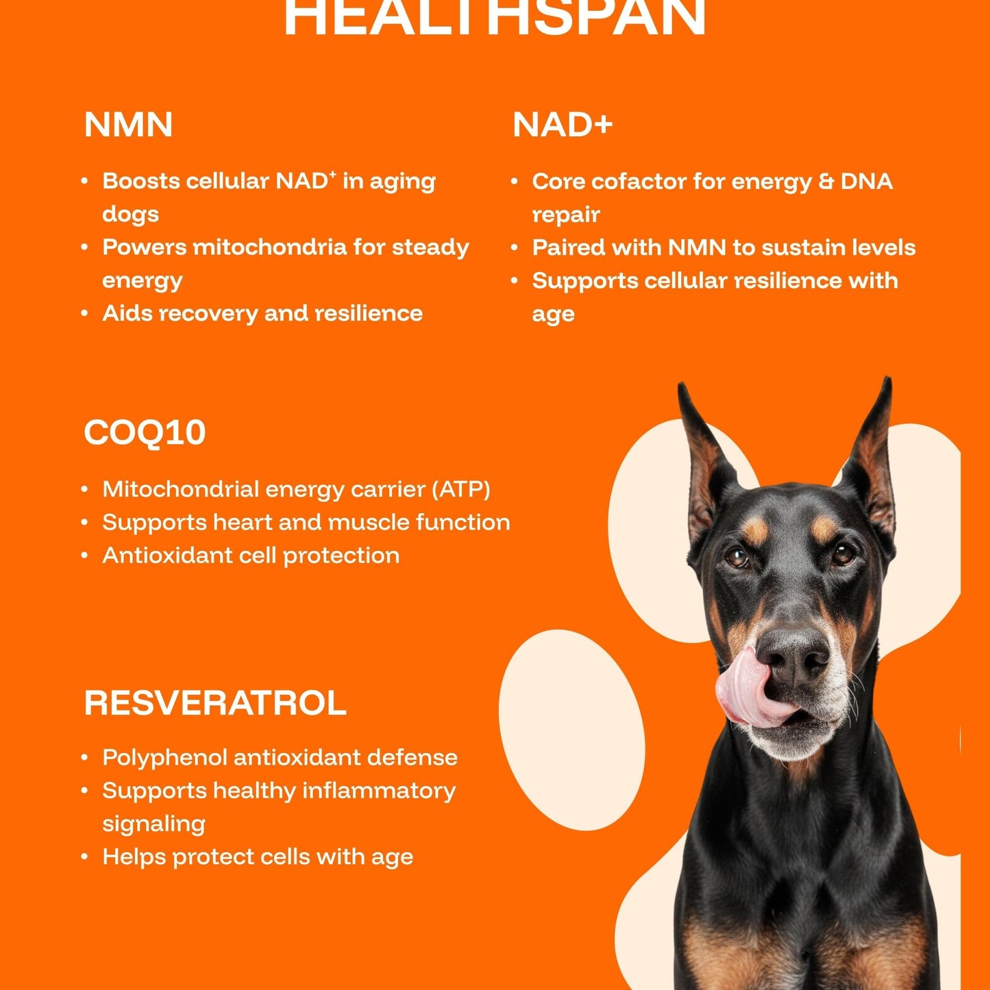 PAWPRINT Lab Dog Longevity Supplement NAD+ & NMN - Joint Health, Vitality & Healthy Aging - Nano liposomal Technology - Easy to Give Every Day - Better Absorption - Resveratrol - CoQ10