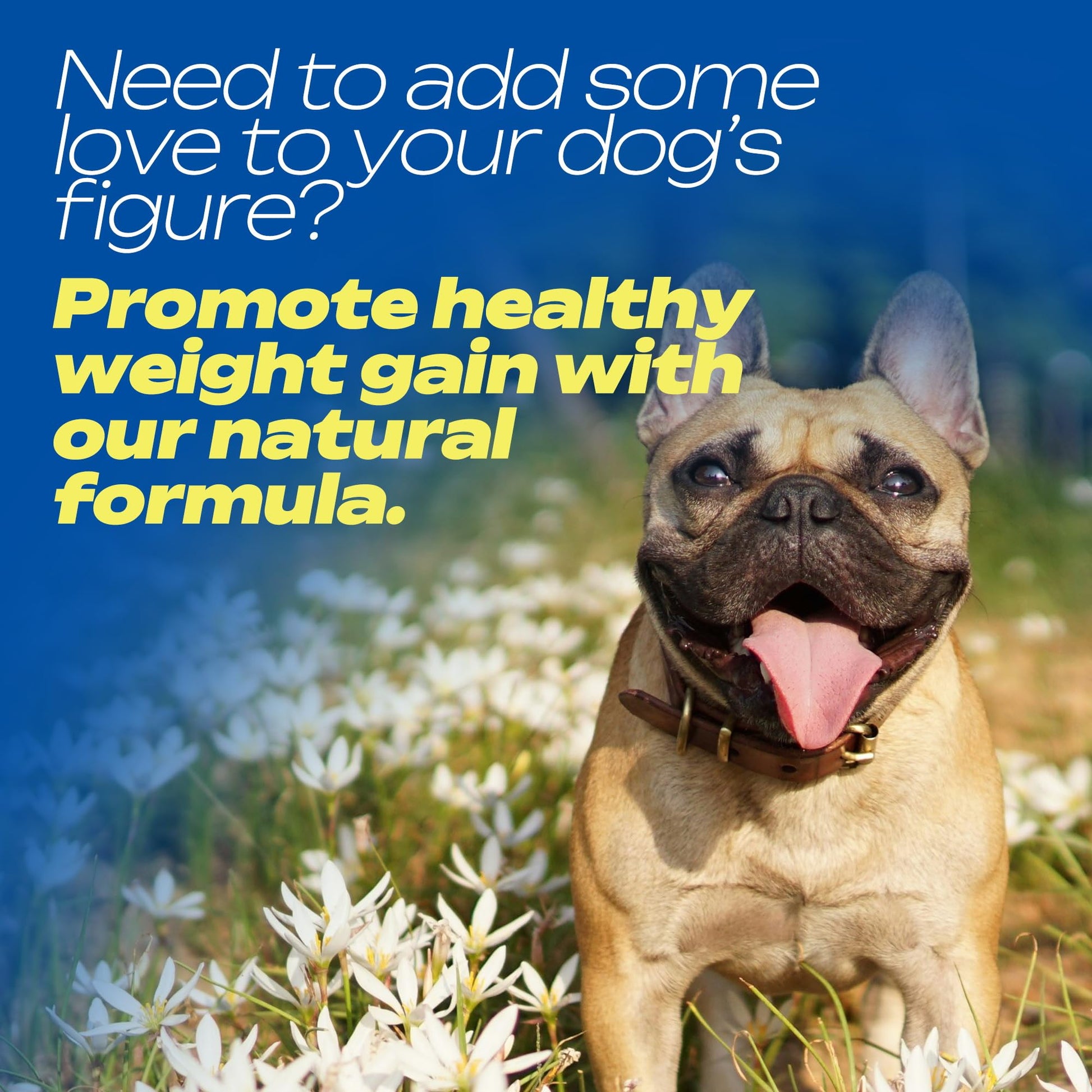 Dog Weight Gainer High Calorie Soft Chews – Muscle Gain Supplement for Dogs – Whey Protein, Omega-3, Amino Acids & Vitamins – Weight Gain Support for Puppies, Adults & Senior Dogs – 120 Soft Chews - Medaid International