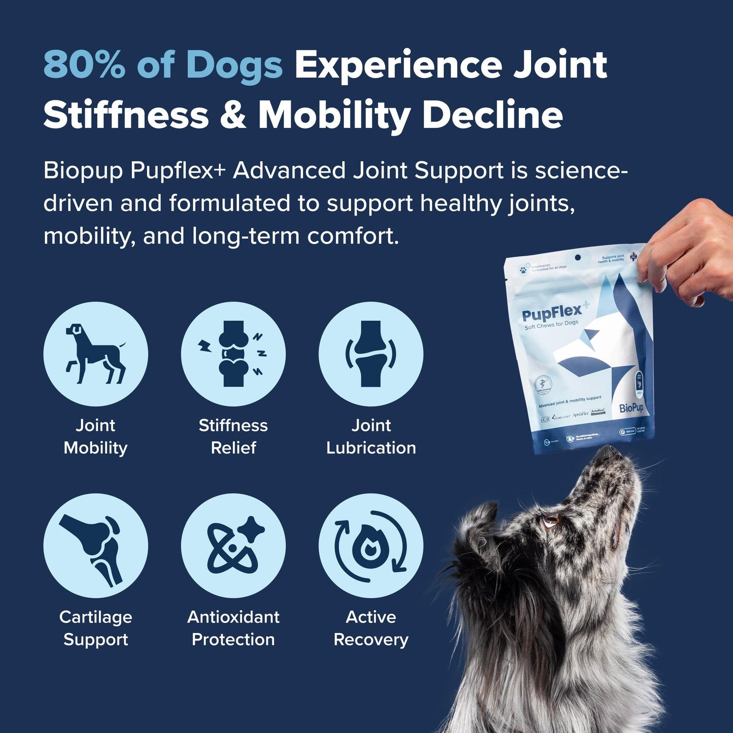 PupFlex+ Hip and Joint Supplement Dogs, Vet Created Soft Chews w/UC-II® Collagen, CurcuVET® & Omega 3 - UC-II Collagen More Effective Than Glucosamine Chondroitin, Dog Joint Supplement (60 ct)