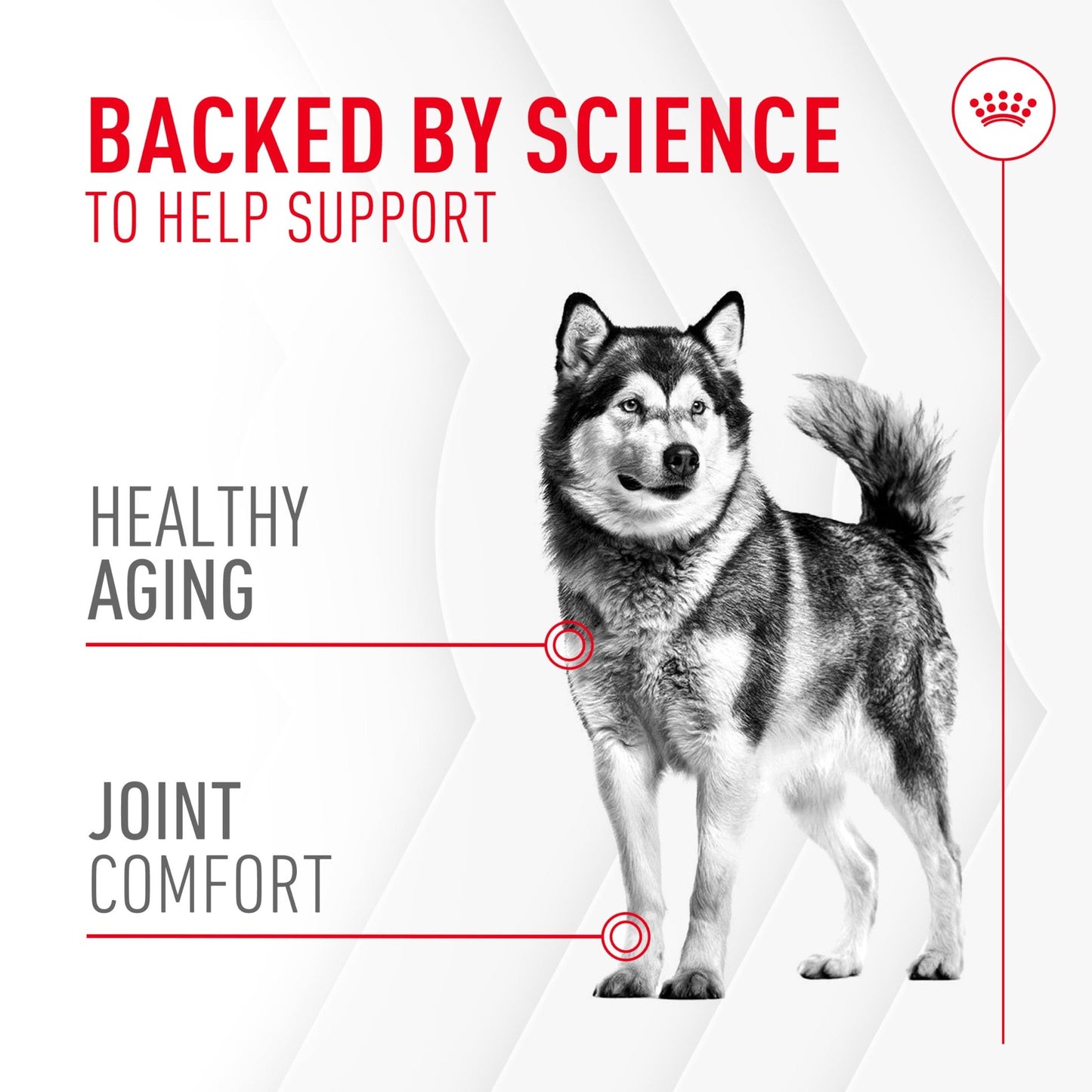 Royal Canin Joint Dog Supplement Soft Chews for Adult Dogs, 60 Count