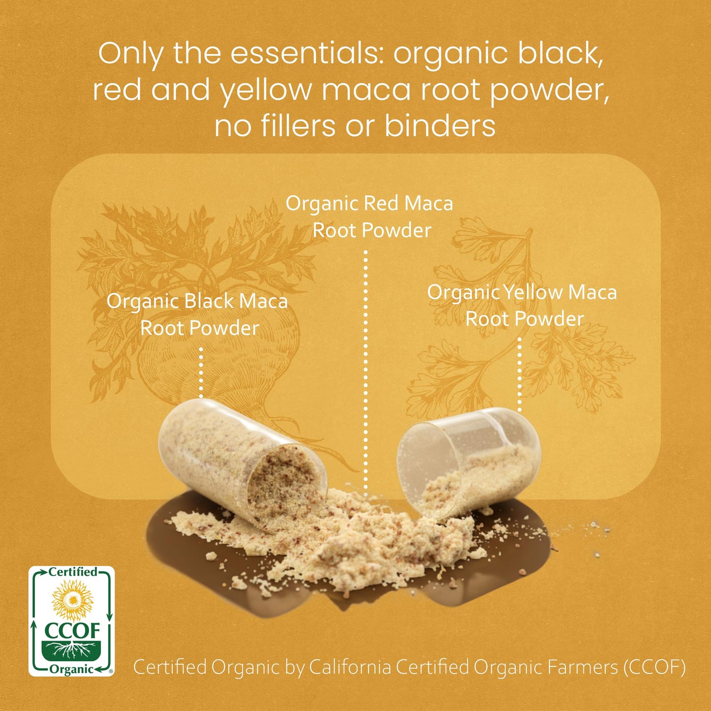 NaturaLife Labs Organic Maca Root – Black, Red & Yellow – 1900 mg per Serving – 150 Capsules – Gelatinized Peruvian Maca – Non-GMO, Gluten-Free, Vegan - Medaid International