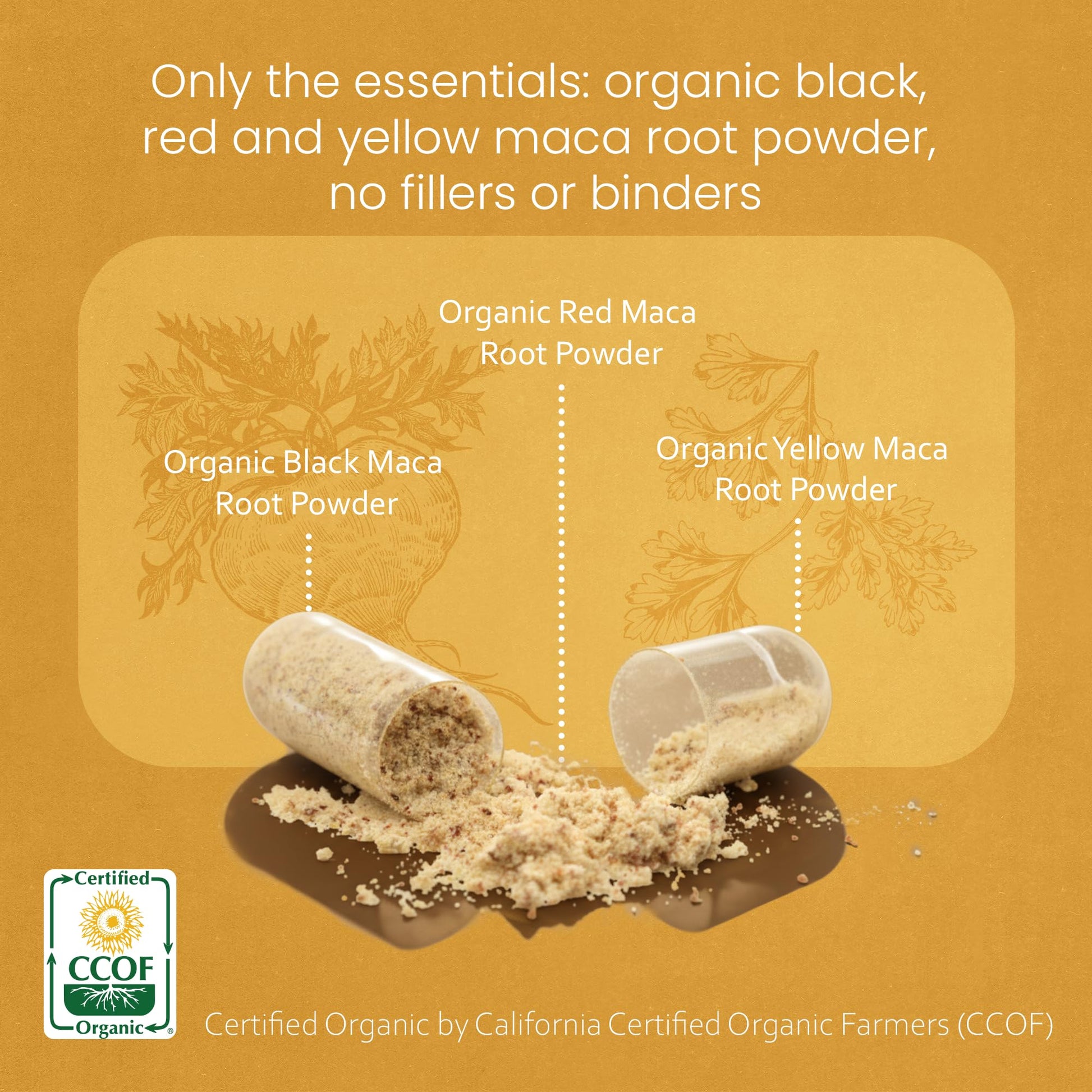 NaturaLife Labs Organic Maca Root – Black, Red & Yellow – 1900 mg per Serving – 150 Capsules – Gelatinized Peruvian Maca – Non-GMO, Gluten-Free, Vegan - Medaid International