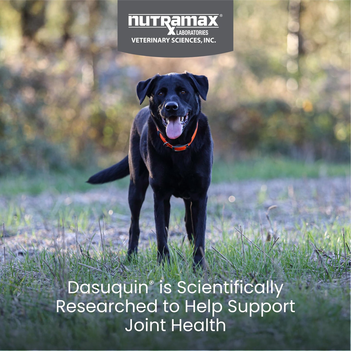Nutramax Dasuquin Soft Chews, Large Dog, 84 Count
