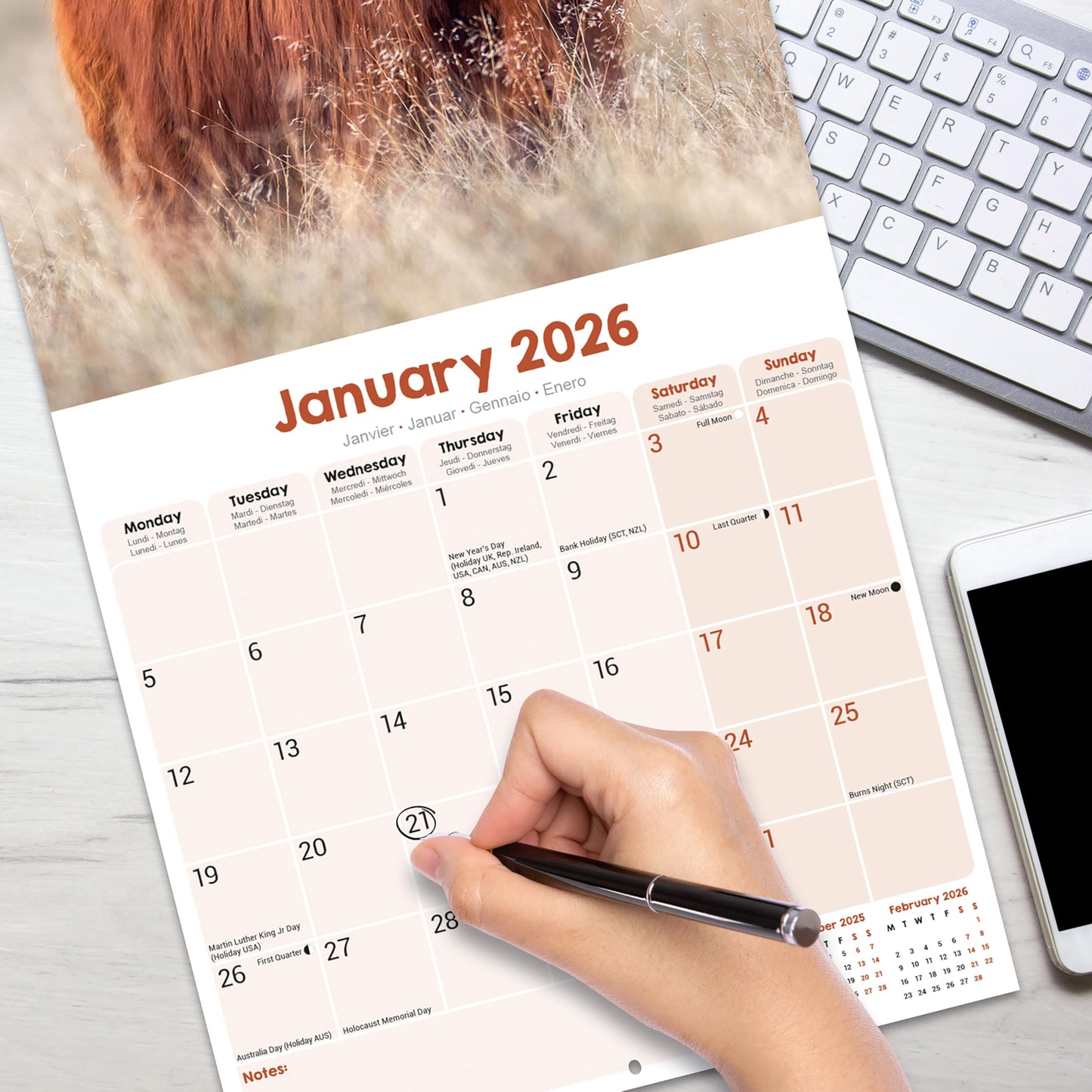 Highland Cows Calendar 2026 | 12 Month Wall Calendar | Avonside Publishing | Plastic Free Packaging - Medaid International