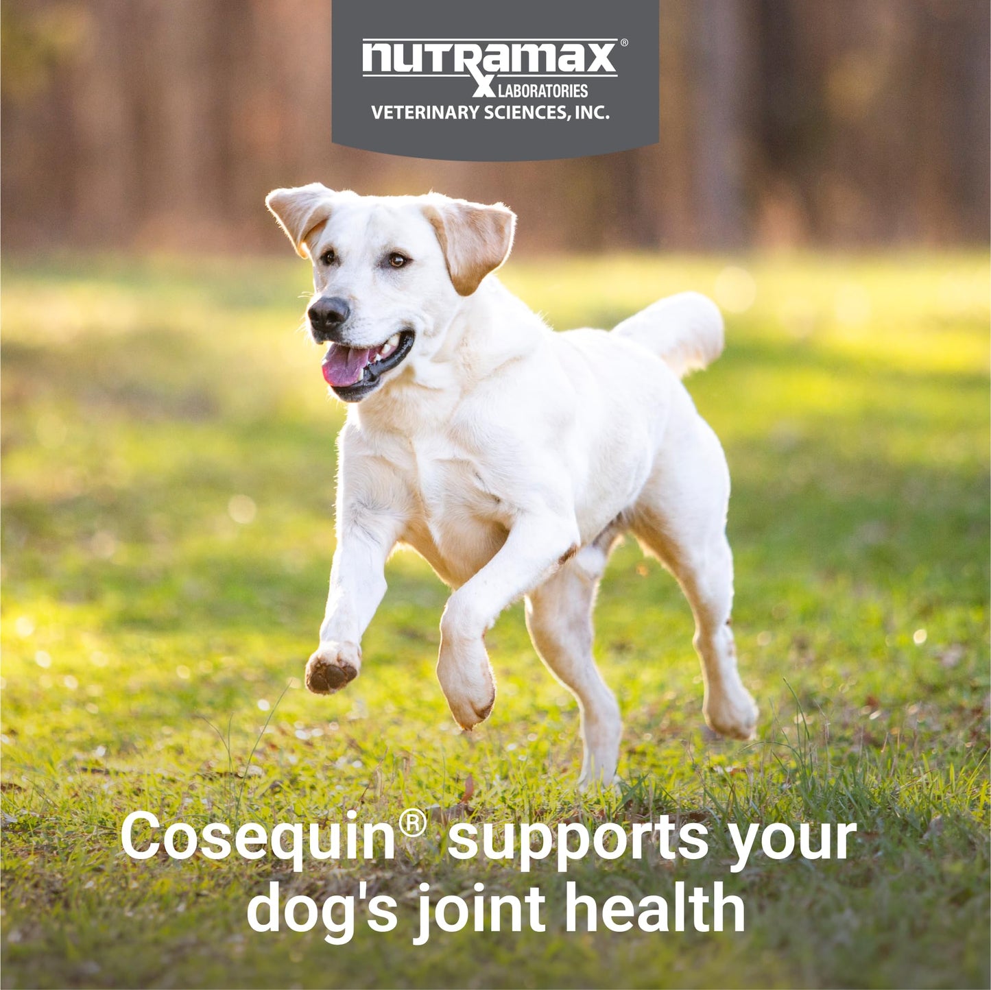 Nutramax Cosequin for Dogs Joint Health Supplement, Contains Glucosamine for Dogs, Plus Chondroitin, Supports Healthy Joints, Chewable Tablets, 132 Count