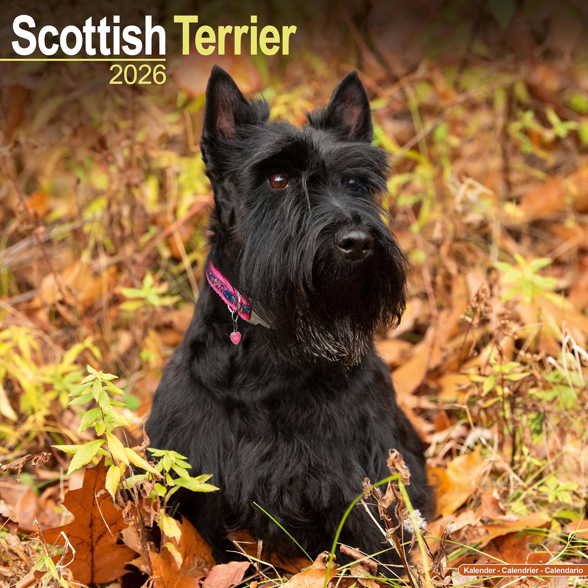 Scottish Terrier 2026 Calendar | Square Wall Calendar | Dog Breed Gift | Plastic Free Packaging | by Avonside Publishing - Medaid International