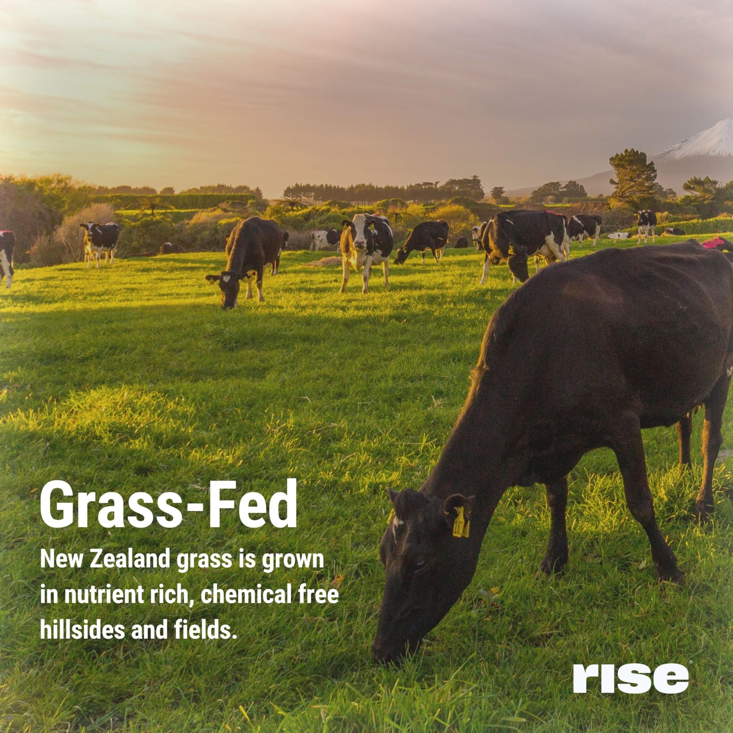 Rise Grass-Fed Whey Protein Powder - Chocolate Almond | 25g Protein No Artificial Flavors, Colors, or Preservatives - Sugar Free, Gluten-Free, Soy Free (2.4 lbs) - Medaid International