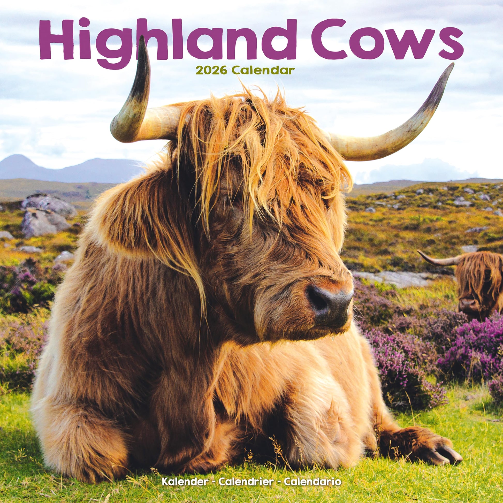 Highland Cows Calendar 2026 | 12 Month Wall Calendar | Avonside Publishing | Plastic Free Packaging - Medaid International