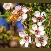 Algem Natura Manuka Gummy 40's
