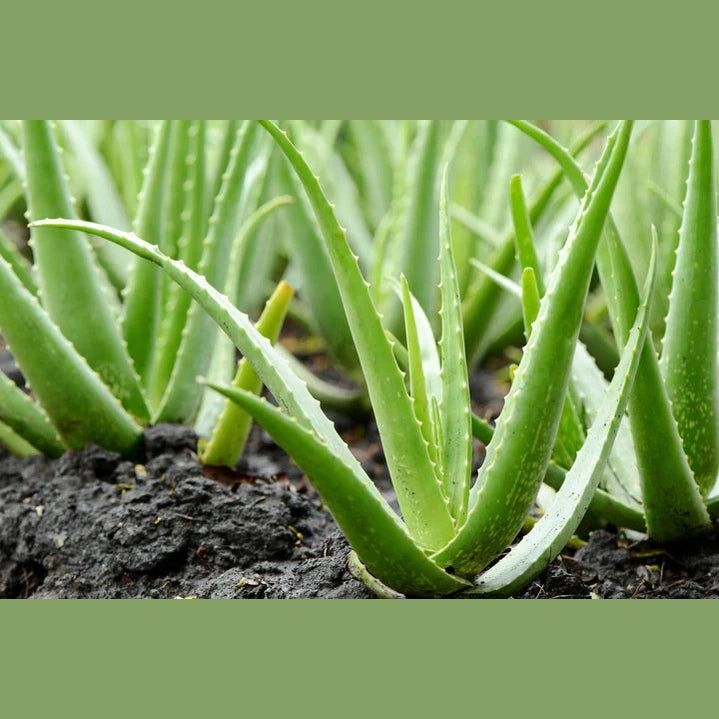 Equilibra Aloe Deo-Roll On 50ML
