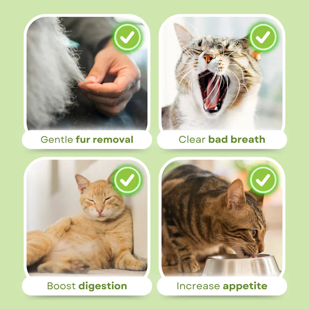 Cat Grass Teething Stick عصا تسنين عشب القطط