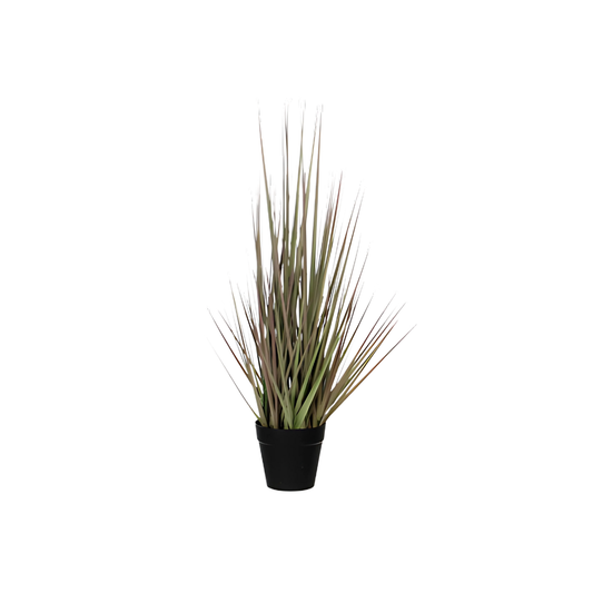 Grass Purple in Plastic Pot By Mica