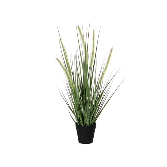 Dogtail grass green in pot