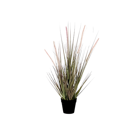 Dogtail Rass Purple in Pot
