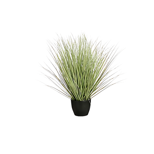Grass Green in Plastic Pot