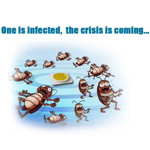 Non-Toxic Cockroach Killer