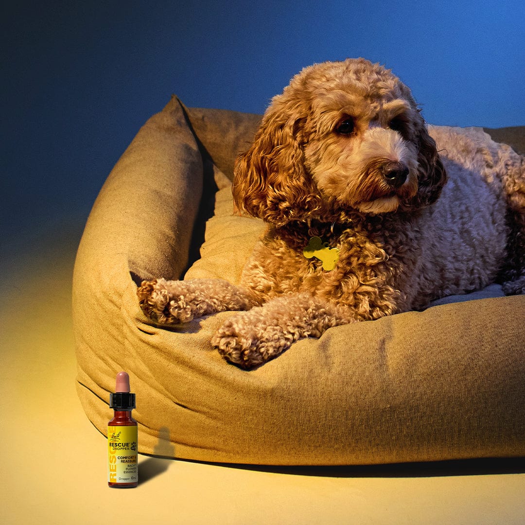 Rescue Pets RESCUE® Pet Dropper (Glycerine)