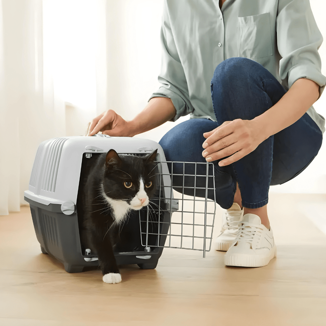 ZOOFARI® Cat Litter Box Or Carrier Lebanon"
