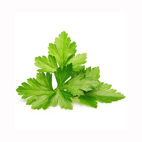 Click and Grow Cilantro/Coriander Plant Pods - 3 Packs