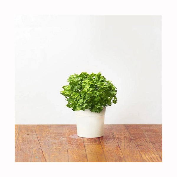 Click and Grow Curly Parsley Plant Pods - 3 Packs