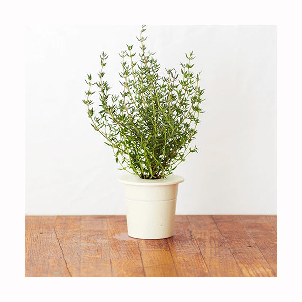 Click and Grow Thyme Plant Pods - 3 Packs