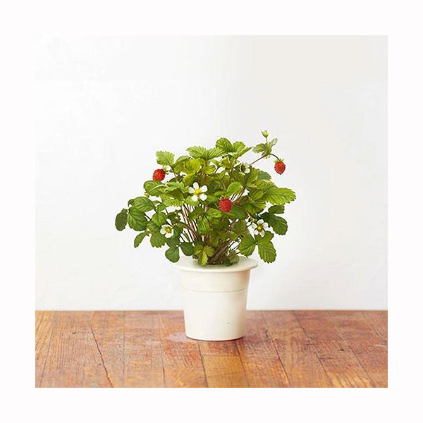 Click and Grow Wild Strawberry Plant Pods - 3 Packs