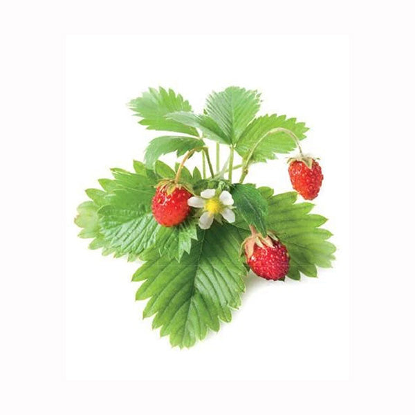 Click and Grow Wild Strawberry Plant Pods - 3 Packs