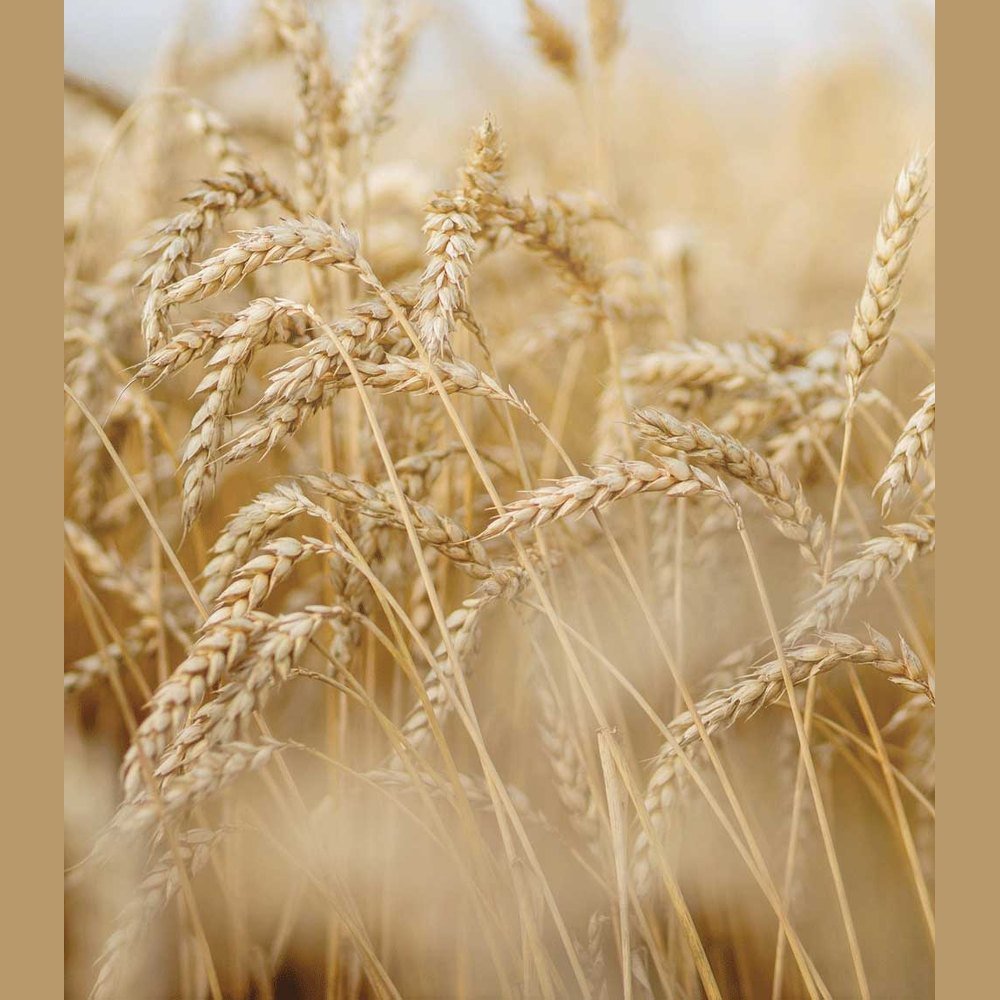 Rausch Wheatgerm Moist.conditioner Spray 100ml