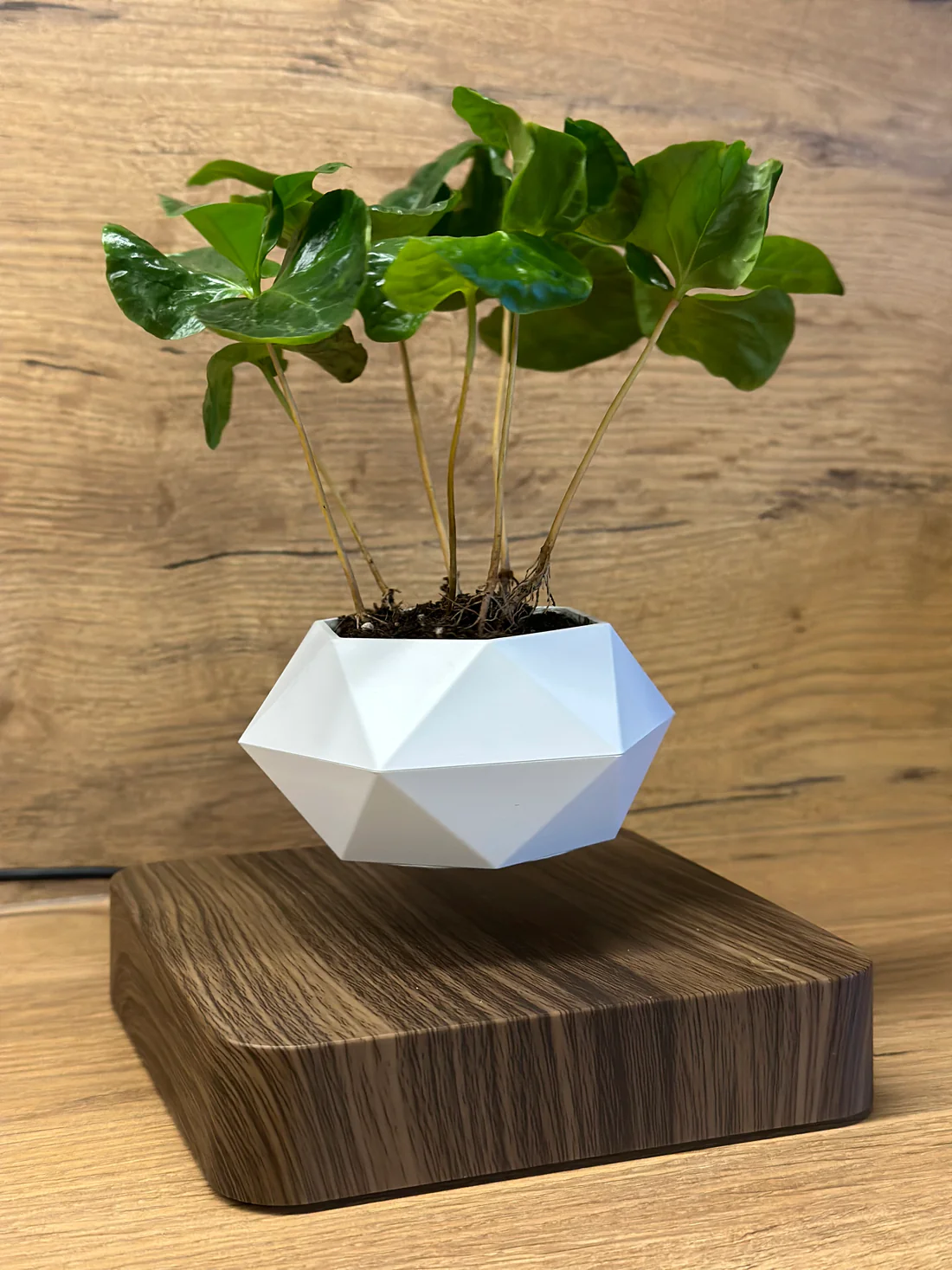 Floating Flower Pot