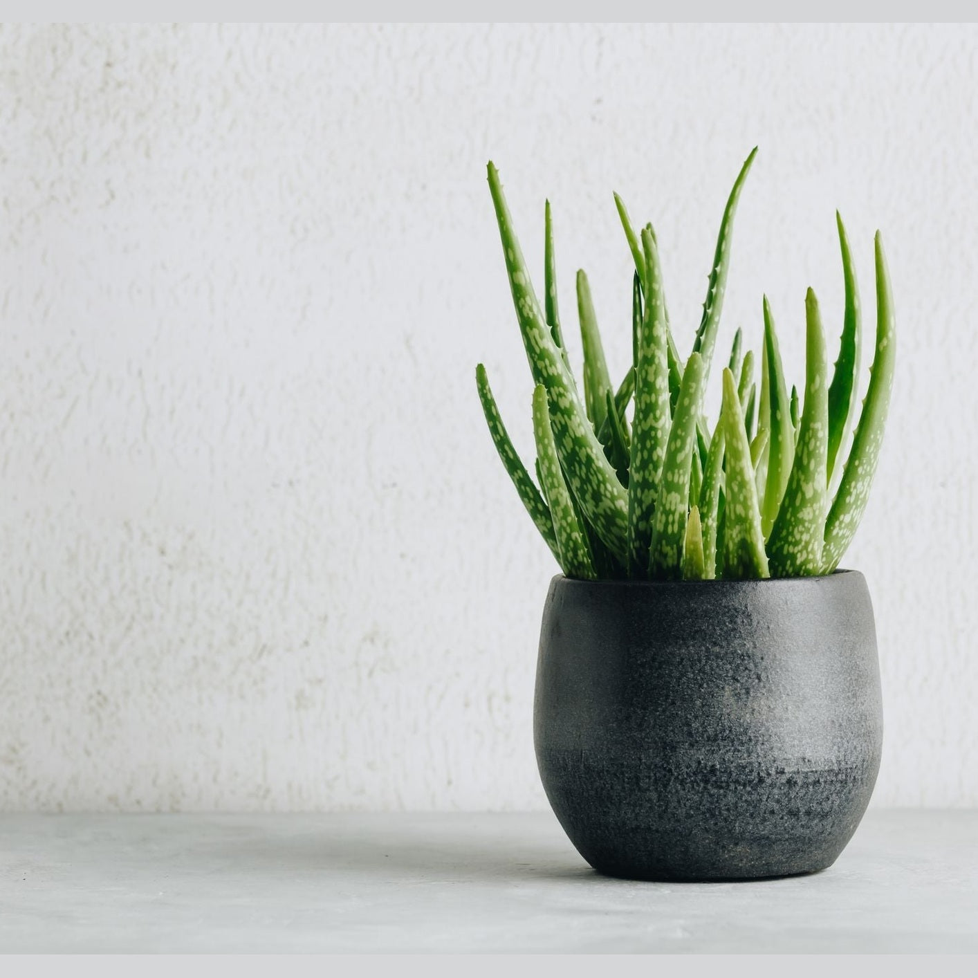 🌱💚 Fresh Organic Aloe Vera Plant - Medaid - Lebanon