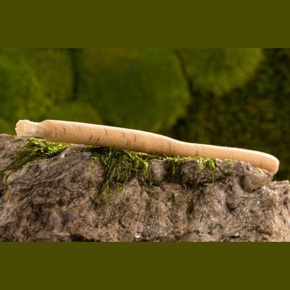 Pack of 5 Authentic Miswak Sticks