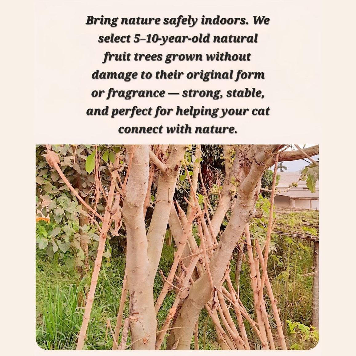 Natural Fruit Wood Tower with Canopy Bed & Cat Nest