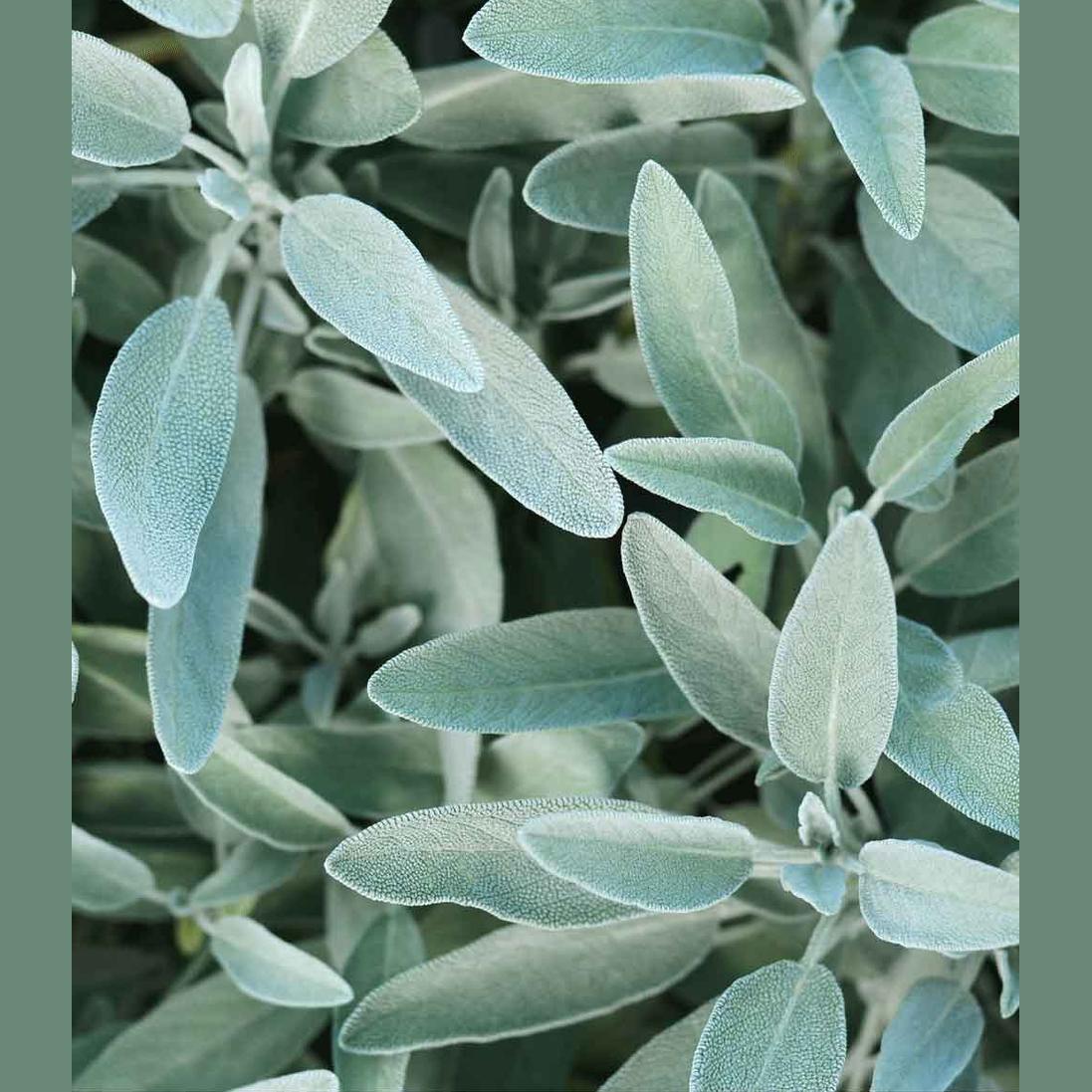 Rausch Silver-shine Conditioner With Sage 150ml
