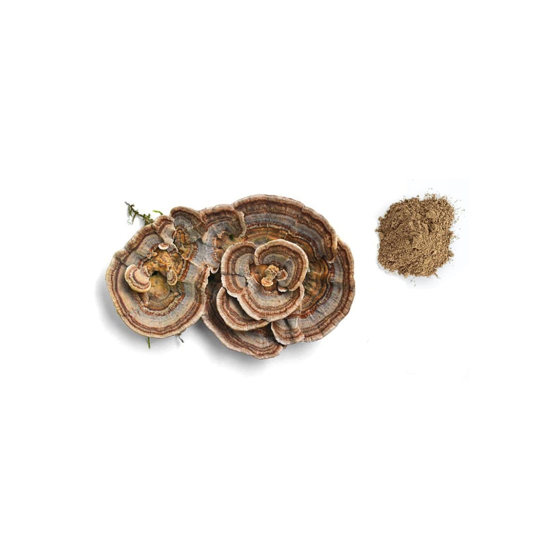 HERBATY ORGANIC TURKEY TAIL MUSHROOM POWDER - Medaid International