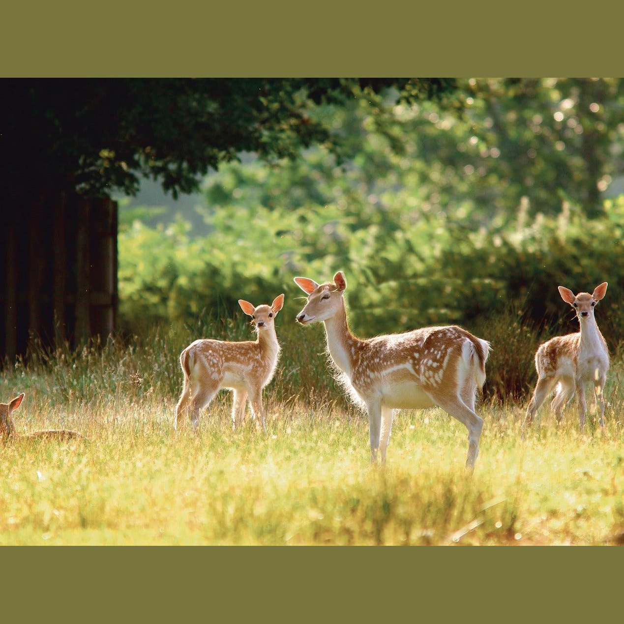WILDLIFE SURVEILLANCE CAMERA