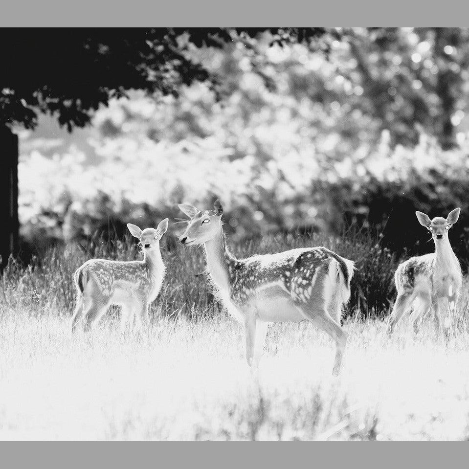 WILDLIFE SURVEILLANCE CAMERA